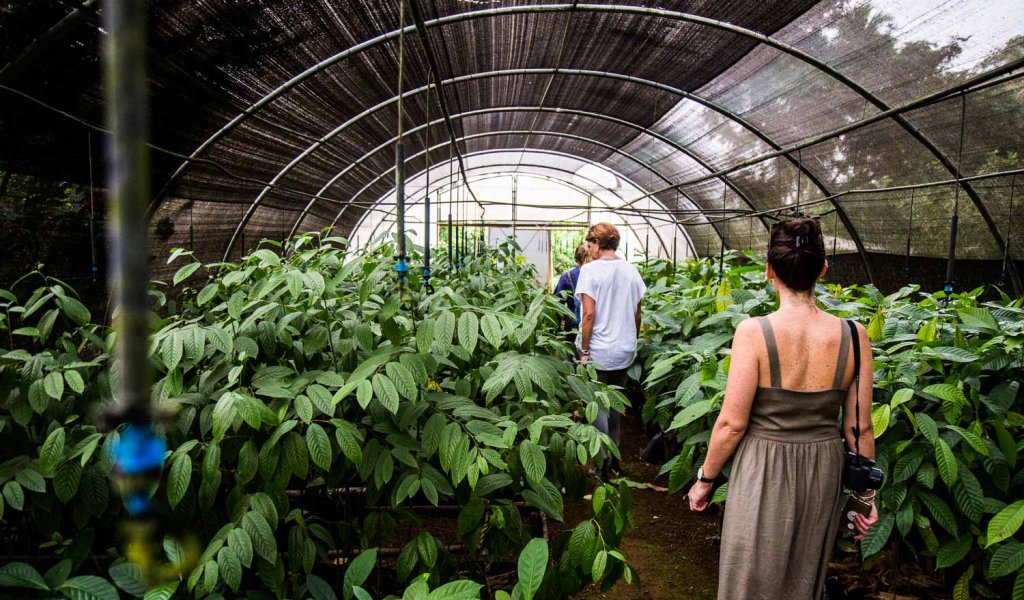 Woman visiting an agroforestry project in a greenhouse with many plants