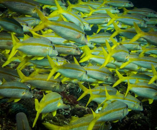 School of fish near Príncipe Island