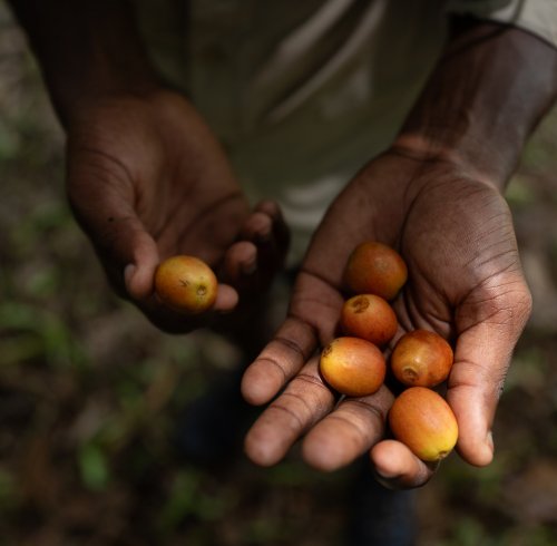 Open hand holding organic cacao beans