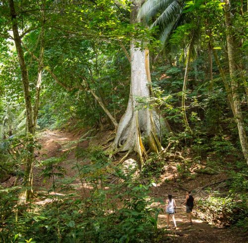 Two hikers on a trail through the jungle on Príncipe Island