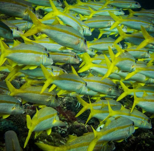 Cardume de peixes perto da Ilha do Príncipe